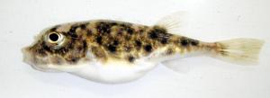 Least Puffer