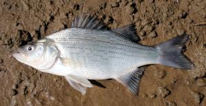 White Bass