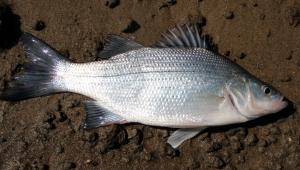 White Bass