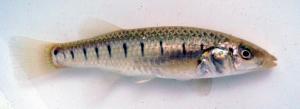 Longnose Killifish