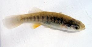 Saltmarsh Topminnow