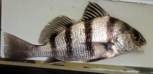 Black Drum