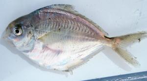 American Butterfish