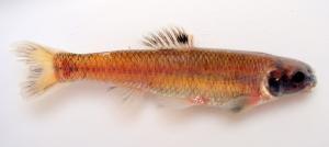 Bluntnose Minnow