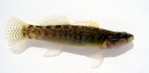Fantail Darter