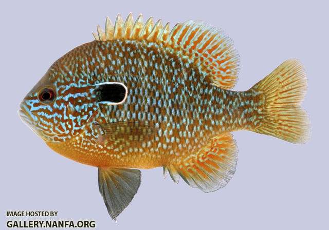 Lepomis megalotis  Longear Sunfish male 2-2000