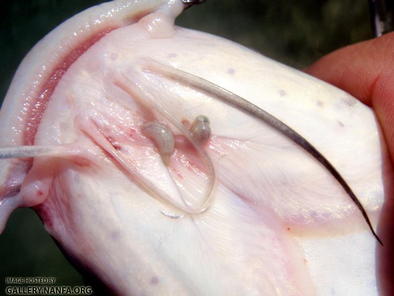Channel Catfish