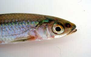 Silver Shiner