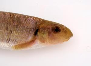 Tonguetied Minnow
