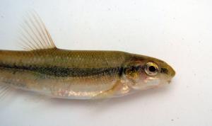Tonguetied Minnow