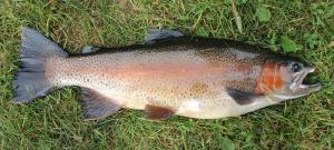 Rainbow Trout