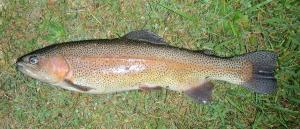 Rainbow Trout