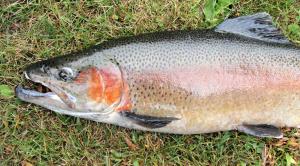 Rainbow Trout