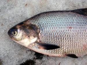 Gizzard Shad