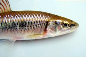 Alabama Shiner