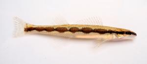 Bridled Darter