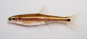 Coosa Shiner