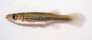 Lined Topminnow