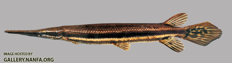 Lepisosteus platyrhincus florida gar 2000