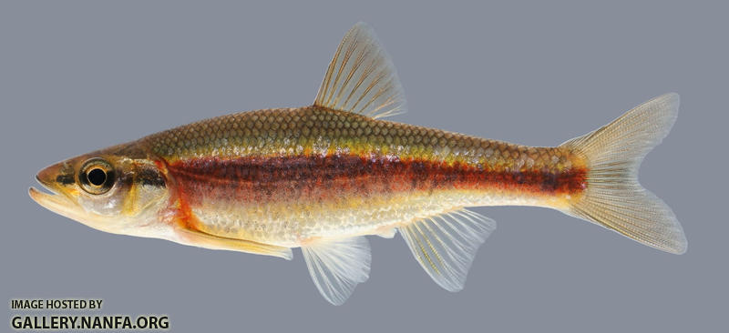 Clinostomus funduloides  Rosyside Dace 2000
