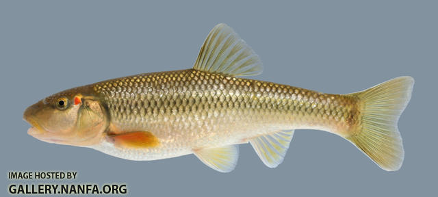 Nocomis biguttatus  Hornyhead Chub 2000