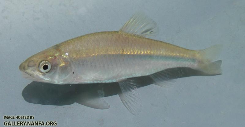 greenfin shiner