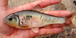 Central Striped Shiner