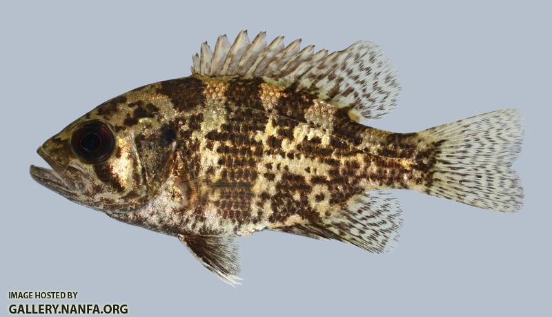 Ambloplites rupestris Rock Bass 