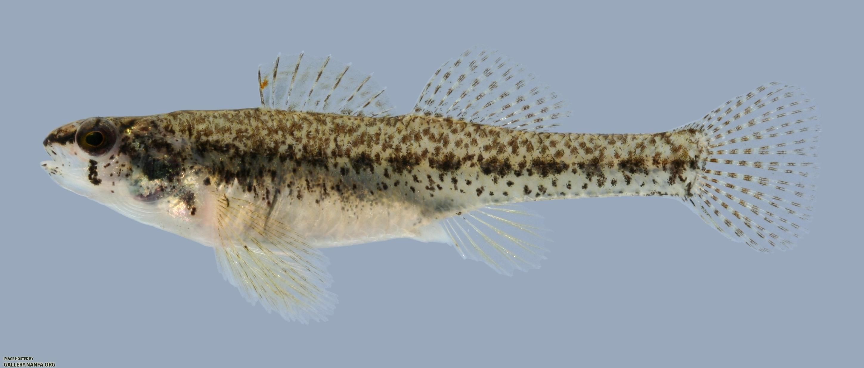 Etheostoma proeliare Cypress Darter Female 1