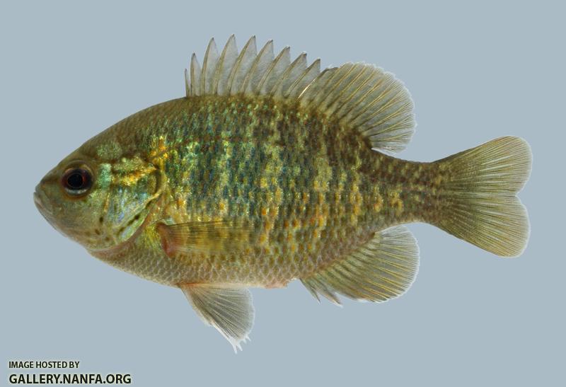 Lepomis miniatus Redspotted Sunfish 