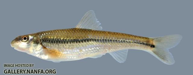 Phenacobius mirabilis  Suckermouth Minnow 