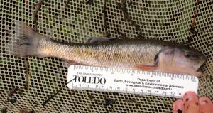 Creek Chub