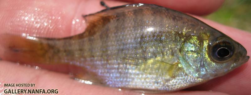 fish _6_.jpg