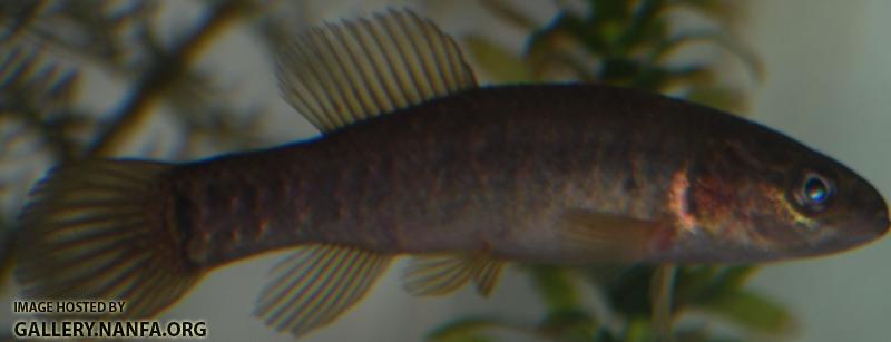 fish _13_.jpg