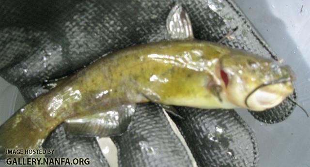 fish _50_.jpg
