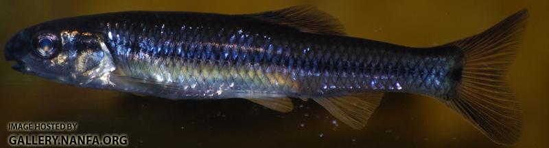 fish _8_.jpg