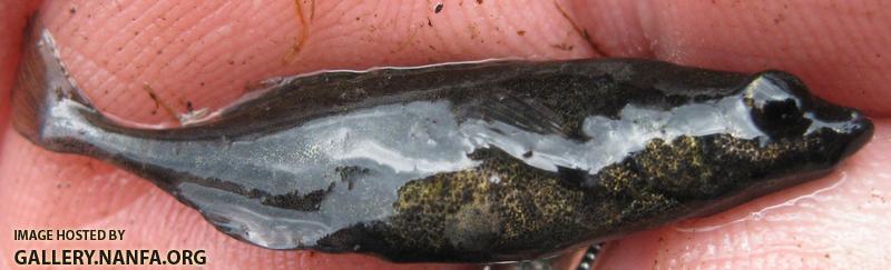 Brook Stickleback - Culaea inconstans