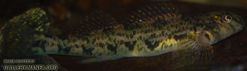 fish _25_.jpg