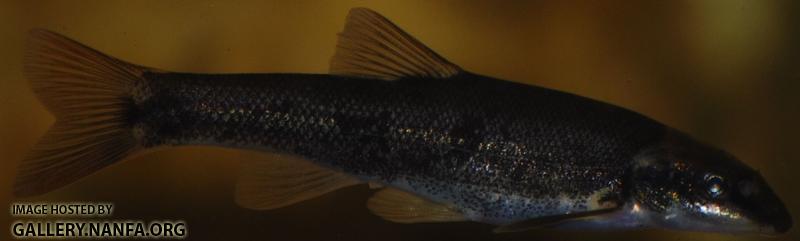 fish _29_.jpg
