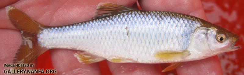 fish _43_.jpg