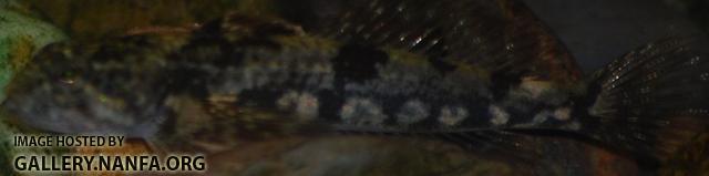 fish _31_.jpg