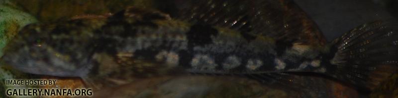 fish _31_.jpg