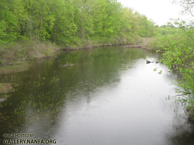 Banded_Redfin_Hunt_Northboro 002.JPG