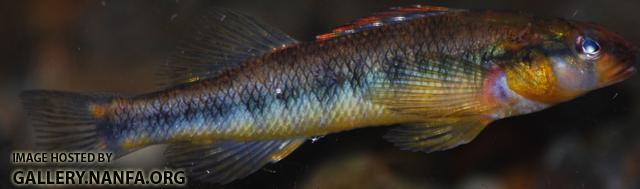 roanoke_darter_virginia.jpg
