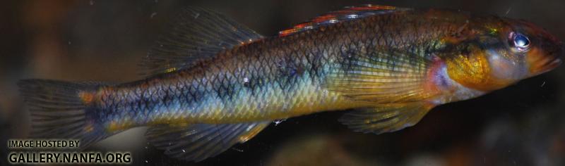 roanoke_darter_virginia.jpg