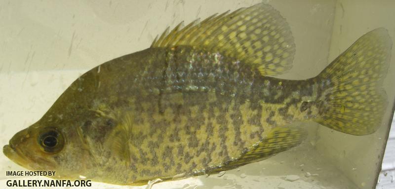 black_crappie_long_pond_sturbridge_ma.jpg