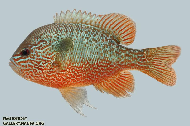 Lepomis megalotis  Longear Sunfish 