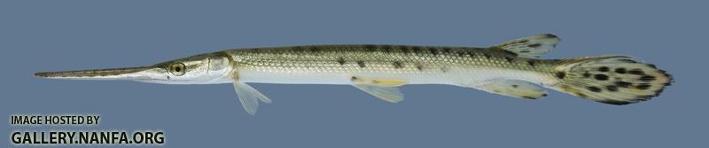 Lepisosteus osseus Longnose Gar 