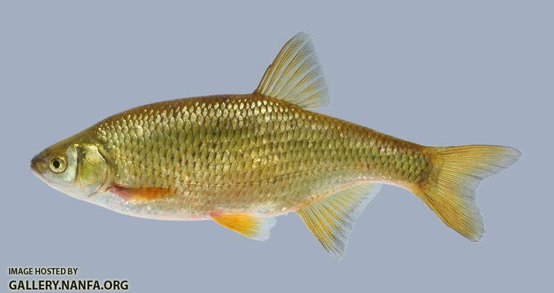 Notemigonus crysoleucas Golden Shiner.