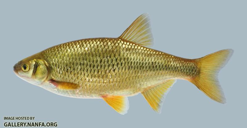 Notemigonus crysoleucas Golden Shiner 